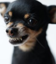 Why does my dog growl at me?