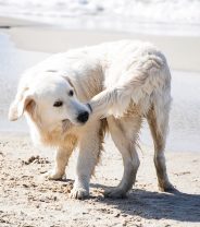 Why is my Dog's Skin Always Worse in Summer? 