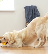 How to Stop My Dog’s Tail Banging into Things