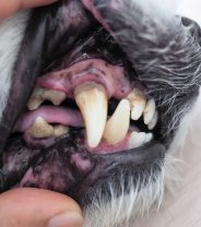 Are dental diets for dogs worth it?