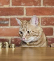How much insurance cover do you really need?