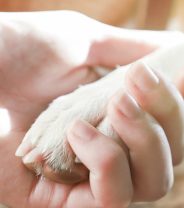 Is it Wrong to Say Goodbye to Your Pet and Not Go in When They are Put to Sleep?
