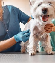 What charity vets are available in the UK?