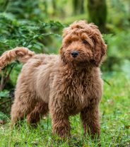 Should I get pet insurance for my cross-breed dog?