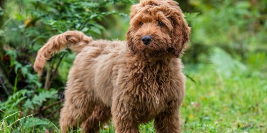 Cockapoo in woods