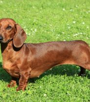Debbie the Wobbly Daxie