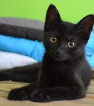 Vets Own Pets Panel: Vets Own Cats
