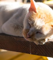 Why does my cat dribble?