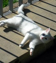 Why does my cat feel hot?
