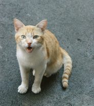 5 reasons why your cat cries at night