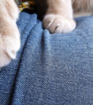 Why do cats knead? It hurts!