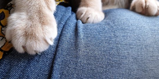 Cat kneading owner’s leg
