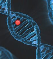 What genetic tests are available for dogs?