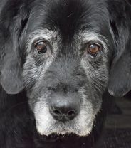 If you had a choice for your own dog, how would you euthanase?