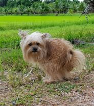 What Worm Treatment for Dogs is the Most Environmentally Friendly?