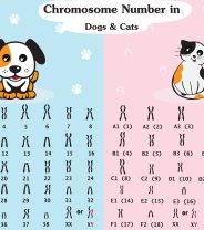What Genetic Tests Are Available for Cats?