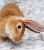 Encephalitozoon Cuniculi (E. cuniculi) in Rabbits