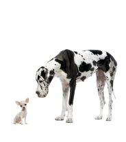 Do different size dogs REALLY need different diets?