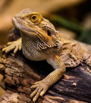 Keeping reptiles happy and healthy in the winter 