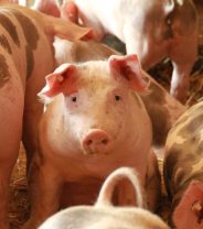 New foot and mouth disease outbreak in UK?