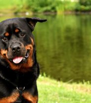 What dog breed is friendliest?