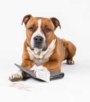 What does it cost to get a dog castrated in the UK?