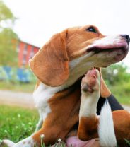 Allergy tests on dog hair - do they work?