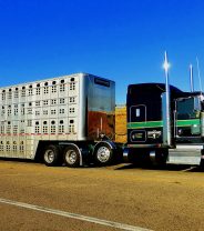 Trade deals and animal welfare - what's the problem?