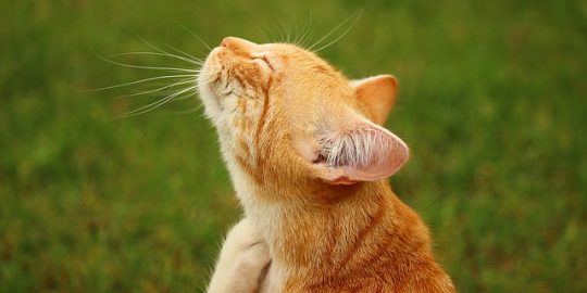 Cat scratching
