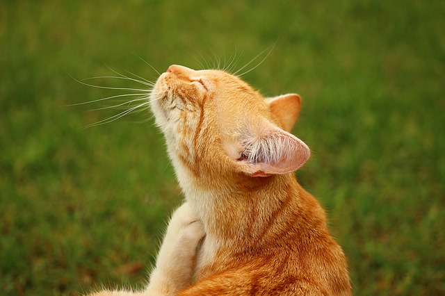 Cat scratching