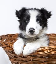 What is ‘Collie Eye Anomaly’?