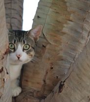 How do I find a behaviourist for my cat?