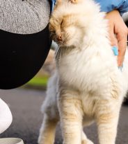 Why Does my Cat Headbutt Me?