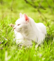 Assessing quality of life for older cats
