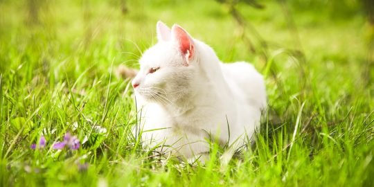 White cat sunbathing on grass
