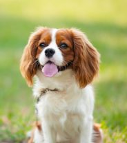 Case Story - Dental surgery in an elderly dog with heart disease, and its fantastic outcome