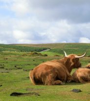 Extensive vs intensive: why not all animal farming is the same