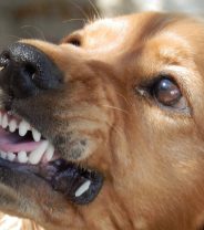 How Do I Find A Behaviourist For My Dog?