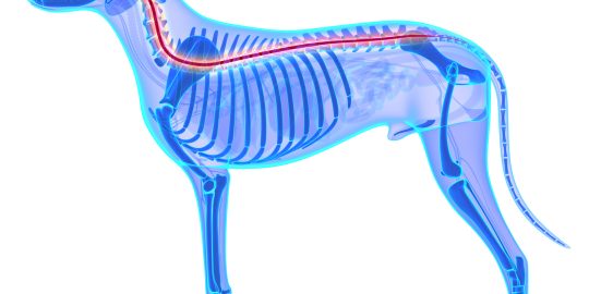 Dog nervous system