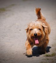 How to use cooling jackets for dogs