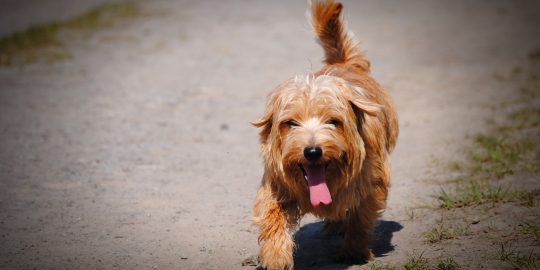 Hot dog panting on beach