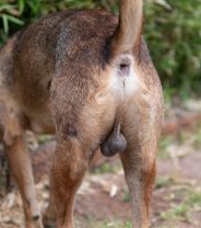 Do Dogs Get Prostate Disease? 