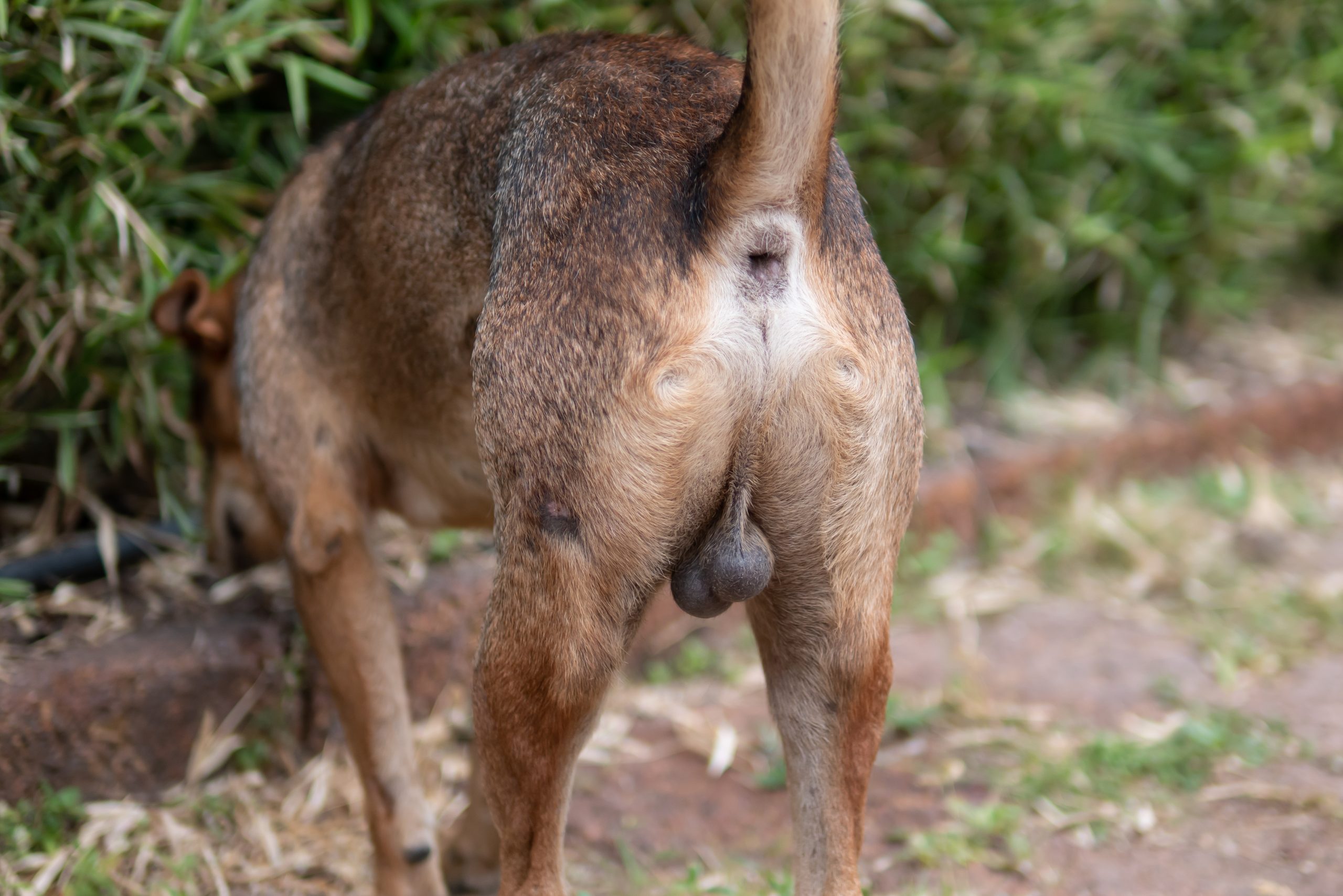 Dog testicles in the normal scrotal position