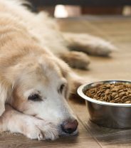 Problems with the parathyroids: what is hyperparathyroidism in cats and dogs? 