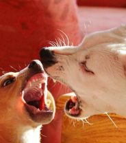 Why does my dog bark at other dogs?