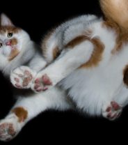 Do cats get anal gland problems?