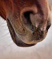 Is shooting the kindest way to euthanise horses?