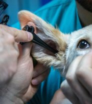 How are ear infections in dogs treated?