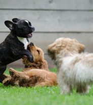 Why Doesn't a Black Dog Always Have Black Pups? Coat Colour Genetics in Dogs 