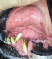 What is thrombocytopenia in dogs?